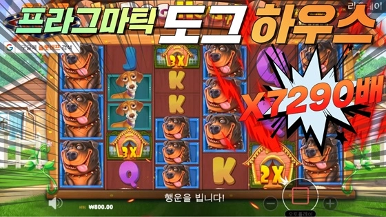 프라그마틱 [도그하우스] 7299배 메가윈영상!! [프라그마틱]